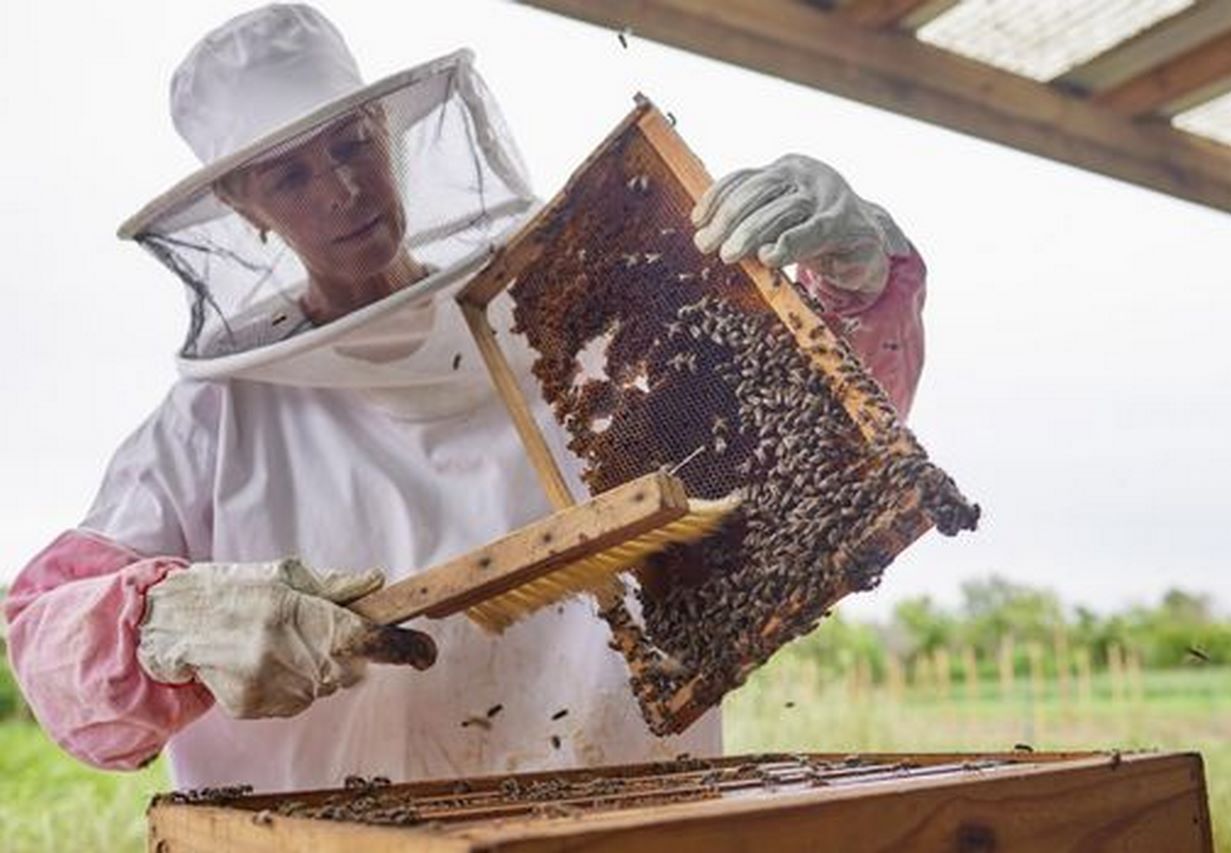 Jaki wybrać prezent dla pszczelarza